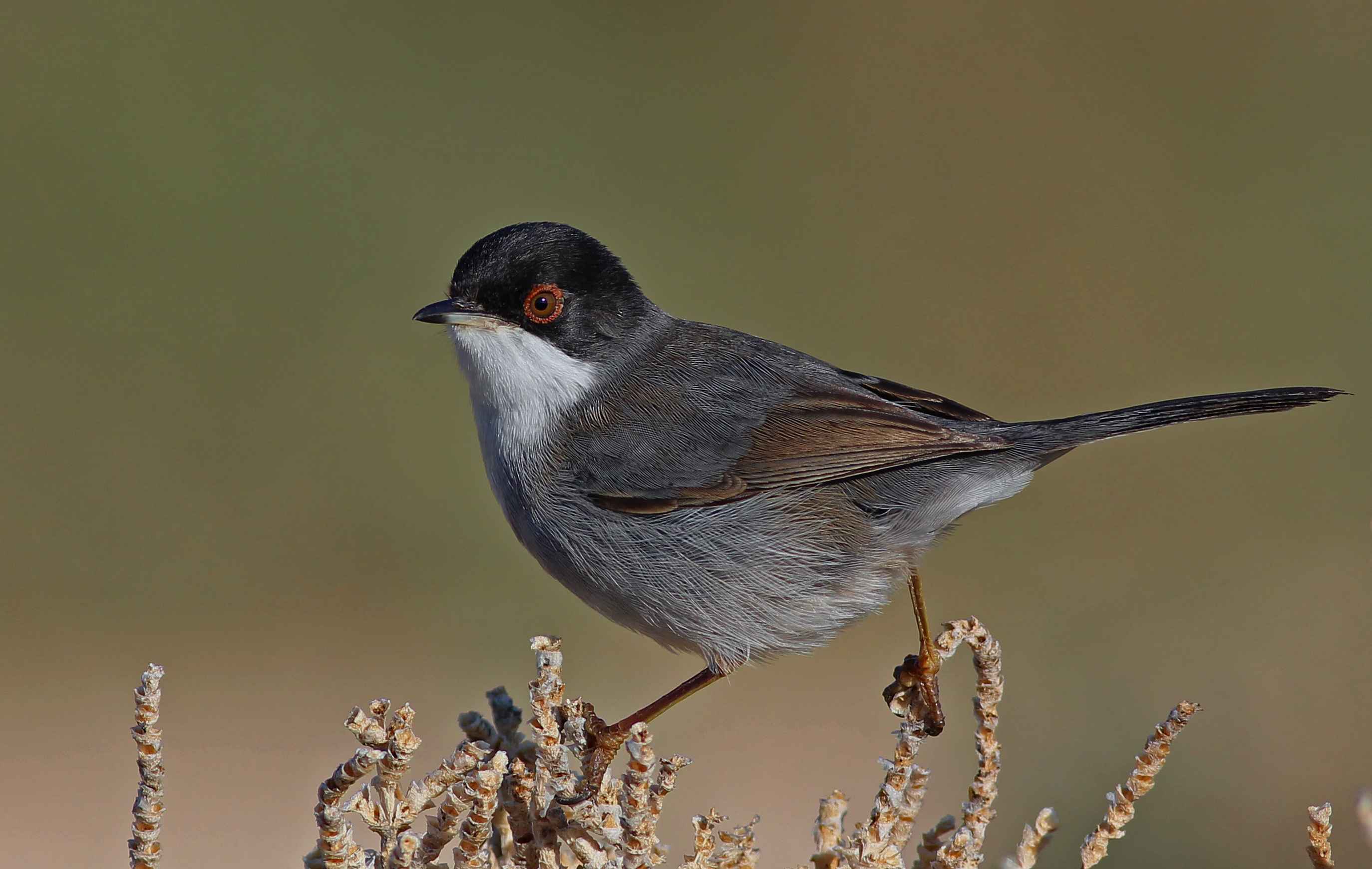 Sardinian Warbler